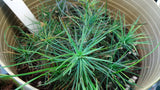 Tree seed - Jack pine