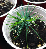 Tree seed - Eastern white pine