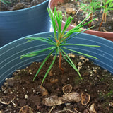 Tree seed - Korean pine