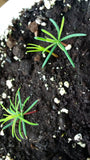 abies procera seedlings noble fir