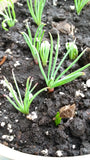 pinus palustris seedlings