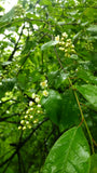 Tree seed - Black cherry