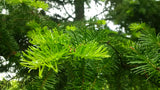 balsam fir spring foliage