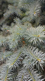 Tree seed - Colorado blue spruce