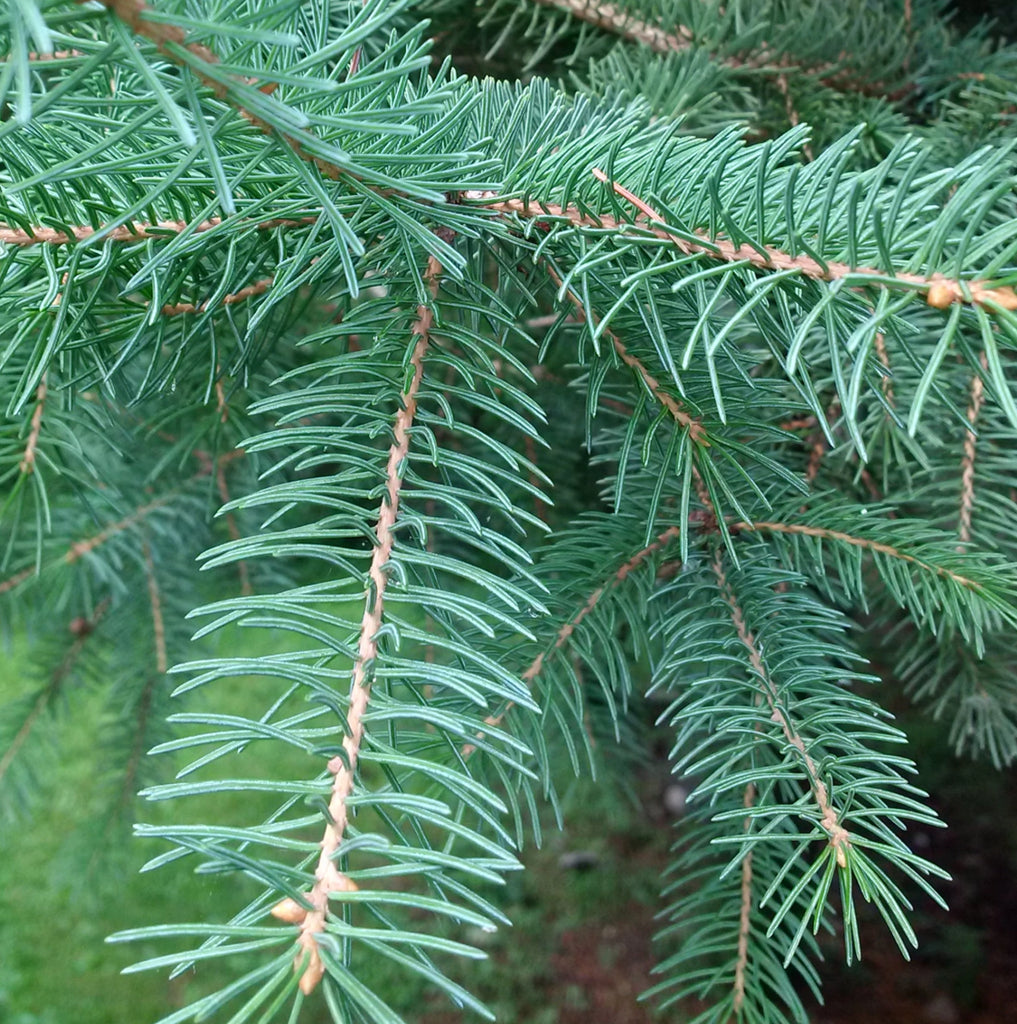 Tree seed - White spruce – TreeSeeds.ca