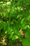 Tree seed - Dawn redwood