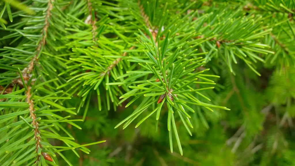 Tree seed - Douglas-fir – TREESEEDS.CA