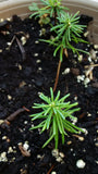 Tree seed - Noble fir