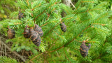 Tree seed - Black spruce