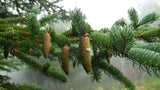 Tree seed - White spruce