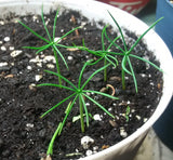 pinus aristata seedlings