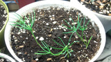 pinus aristata seedlings germinating