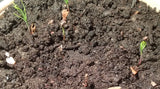 pinus rigida seedlings germinating