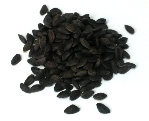 pinus rigida seeds