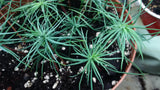 pinus ayacahuite seedlings mexican white pine