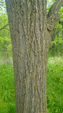 juglans nigra bark