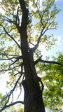 juglans nigra black walnut tree