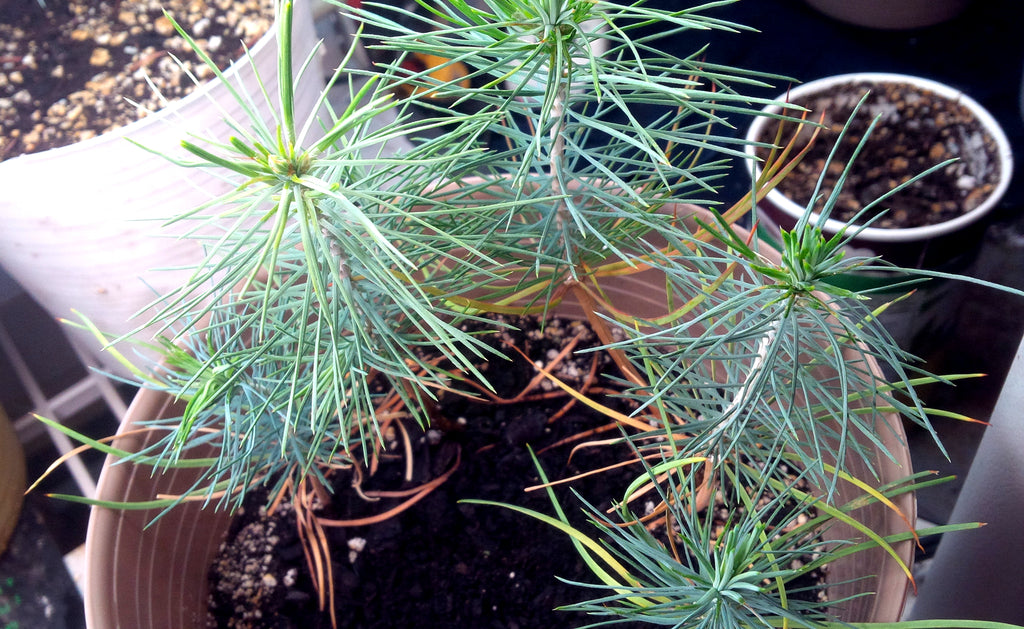 Tree seed - Gray pine – TreeSeeds.ca