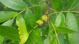 Tree seed - Bitternut Hickory