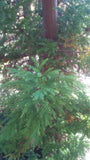 Tree seed - Japanese cedar
