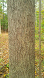 Tree seed - Bitternut Hickory