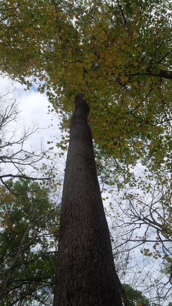 Tree seed - Bitternut Hickory – TreeSeeds.ca