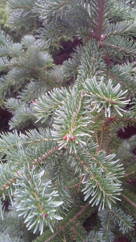 Tree seed - Subalpine fir – TreeSeeds.ca