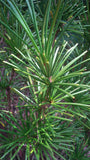 Tree seed - Japanese umbrella pine