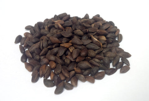 picea koyamae seeds