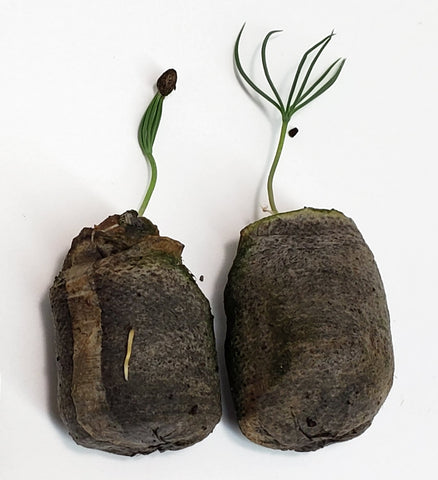 is peat moss a seed plant Peatmoss plugs