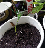 pinus nigra seedling