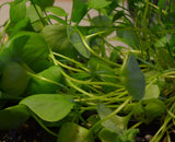 claytonia seedling leaves