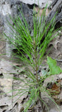 Tree seed - Loblolly pine