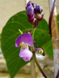 purple bean flower